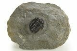 Detailed Proetid (Gerastos) Trilobite Fossil - Morocco #325835-2